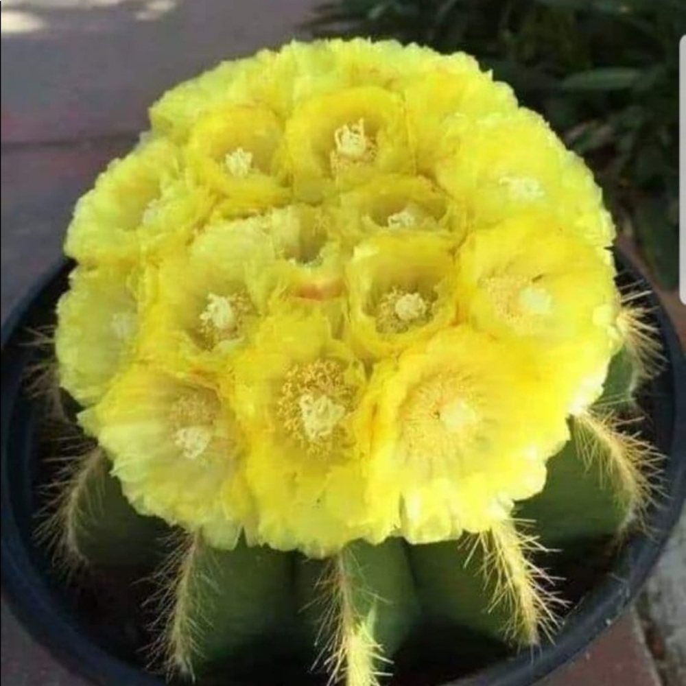 Meet your Posher, Marie